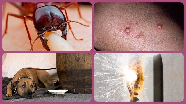 Муравей, собака, след от укуса на руке, короткое замыкание